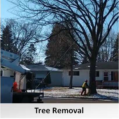 TreeRemovalLight