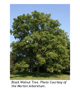 Black Walnut