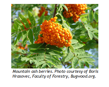 Mountain Ash Tree