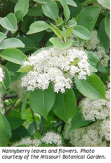 Nanny Berry Flowers