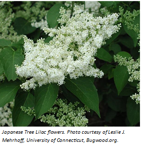 Lilac Tree